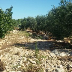 contrada Azzollini Palmiento