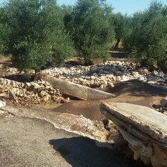 contrada Azzollini Palmiento