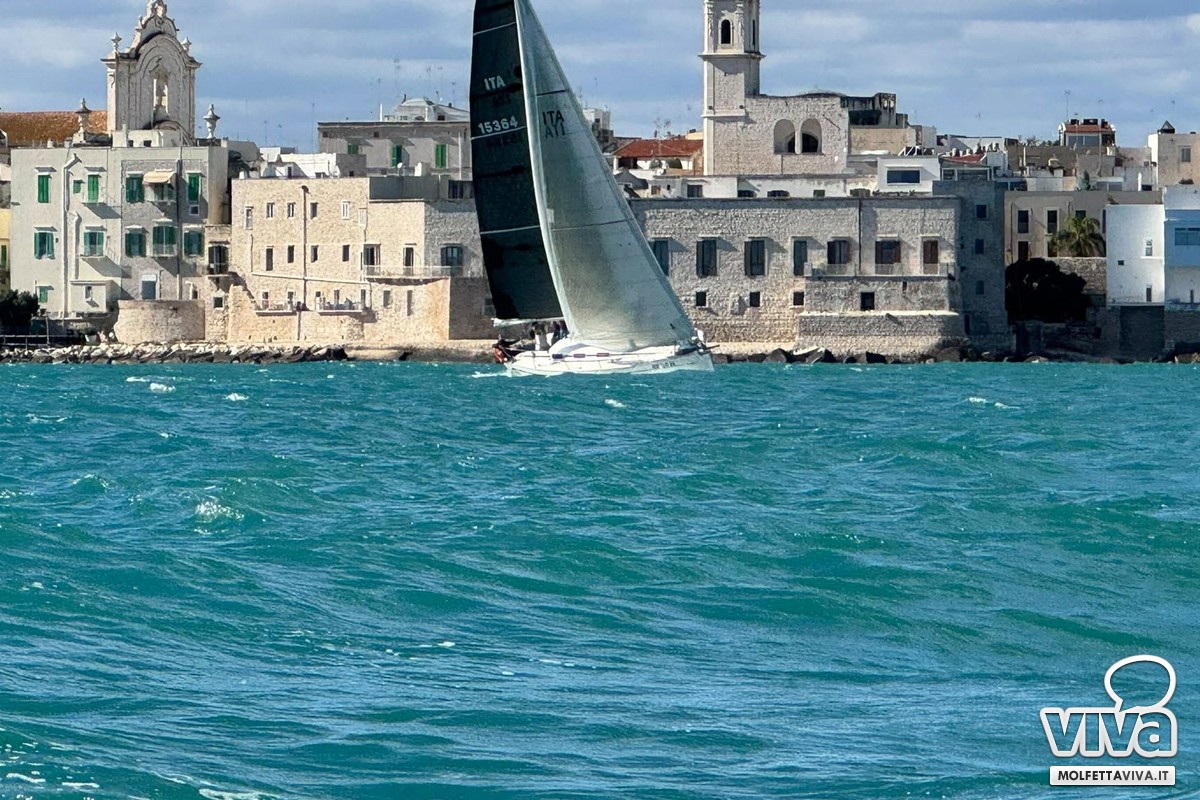 Vela