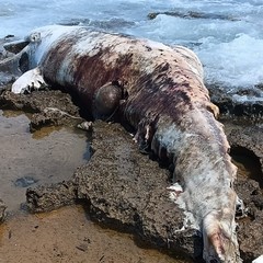 Le mareggiate fanno "strage" di delfini e tartarughe marine