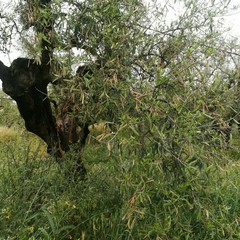 Maltempo, nelle campagne di Molfetta è strage di ulivi