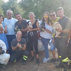 11 cuccioli di cane nel pozzo, salvati da morte certa. Gli eroi sono di Molfetta