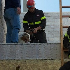 Il cane salvato dai Vigili del Fuoco