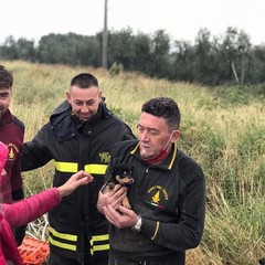 Vigili del Fuoco eroi in azione a Molfetta: salvato un cane