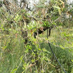 Maltempo, nelle campagne di Molfetta è strage di ulivi