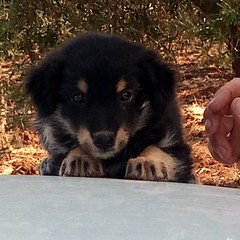 11 cuccioli di cane nel pozzo, salvati da morte certa. Gli eroi sono di Molfetta