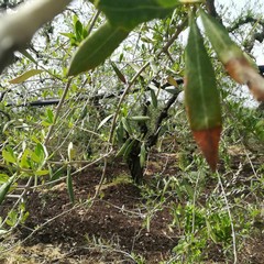 Maltempo, nelle campagne di Molfetta è strage di ulivi