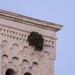 Cespuglio su torre del Duomo