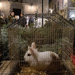 Benedizione degli animali