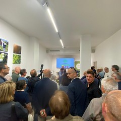 Cicoria Putarelle