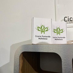Cicoria Putarelle