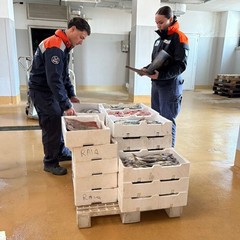 Pesca illegale al largo di Molfetta: sanzioni e sequestri