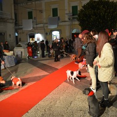 The dogs red carpet 2016