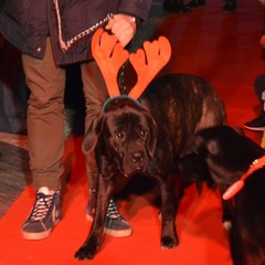 The dogs red carpet 2016