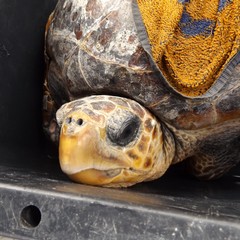 Salvate dal WWF, cinque tartarughe tornano in Adriatico