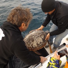 Salvate dal WWF, cinque tartarughe tornano in Adriatico