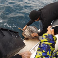 Salvate dal WWF, cinque tartarughe tornano in Adriatico