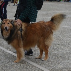 Festa del Bastardino 2016