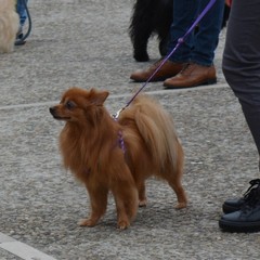 Festa del Bastardino 2016