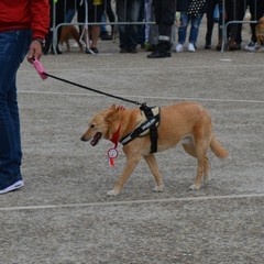 Festa del Bastardino 2016