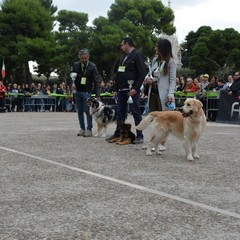 Festa del Bastardino 2016