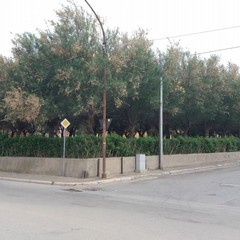 Mancata potatura degli alberi di tamerici