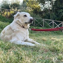 Giornata del cane MolfettaViva