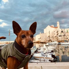 Giornata del cane MolfettaViva