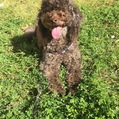 Giornata del cane MolfettaViva