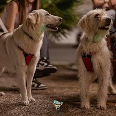 Giornata del cane MolfettaViva