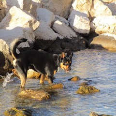 Giornata del cane MolfettaViva