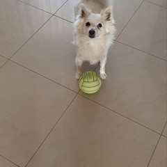 Giornata del cane MolfettaViva