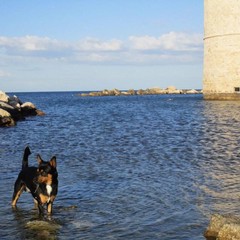 Giornata del cane MolfettaViva