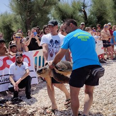 Giornata mondiale delle tartarughe a Molfetta