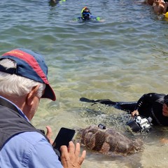 Giornata mondiale delle tartarughe a Molfetta