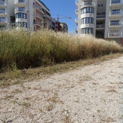 Erba, ratti e rifiuti: degrado nella nuova zona di espansione