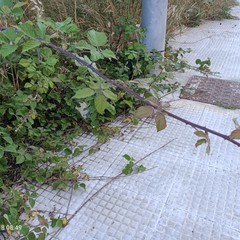 Erba, ratti e rifiuti: degrado nella nuova zona di espansione