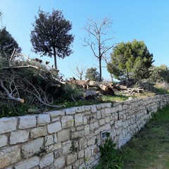 Taglio di alberi al parco di Mezzogiorno, interviene il WWF: «È una strage»