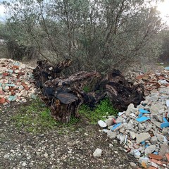 Scarti edili tra gli ulivi di Molfetta, scovata una discarica abusiva