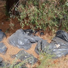 Discarica abusiva: abbandonati fra gli ulivi gli scarti dell'edilizia