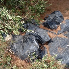 Discarica abusiva: abbandonati fra gli ulivi gli scarti dell'edilizia