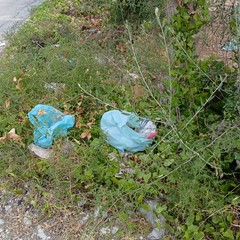 Discarica abusiva: abbandonati fra gli ulivi gli scarti dell'edilizia