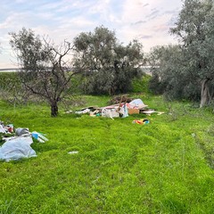 L'ennesima discarica tra gli ulivi nella zona artigianale di Molfetta