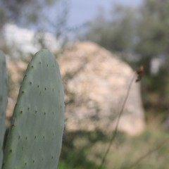 Camminata tra gli ulivi 2025, Lama Martina