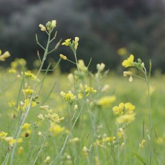 Camminata tra gli ulivi 2025, Lama Martina