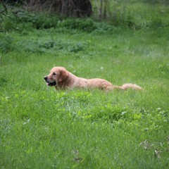 Camminata tra gli ulivi 2025, Lama Martina