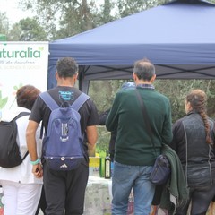 Camminata tra gli ulivi 2025, Lama Martina