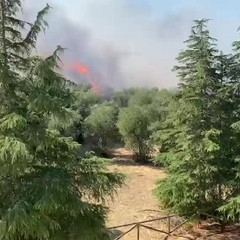 Incendio Lama