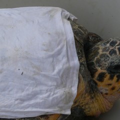 Liberazione tartarughe a Molfetta