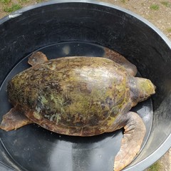 Liberazione tartarughe a Molfetta